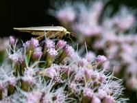 Flechtenspinner auf Blüte, Seitenansicht